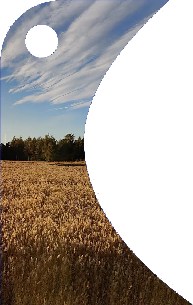 Kypsä vehnäpelto sinisen taivaan alla Tirppa-linnun muotoisessa kehyksessä